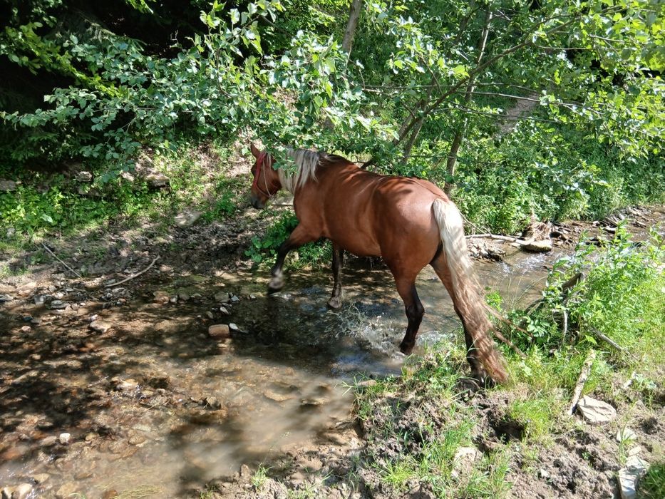 Iapă de 5 ani de vânzare