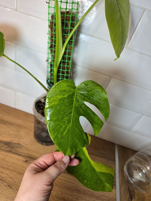 Монстера Грин он Грин Monstera 'Green on Green'