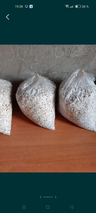 Мицелий вешенки и эринги