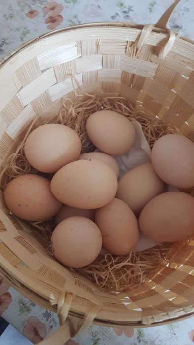 Oua de gaina astrolop 5 ron bucata
