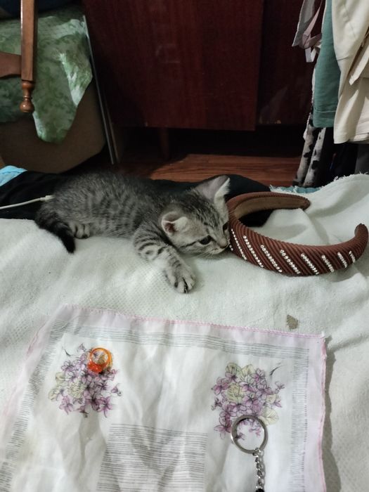 Скоттиш Страйт котенок