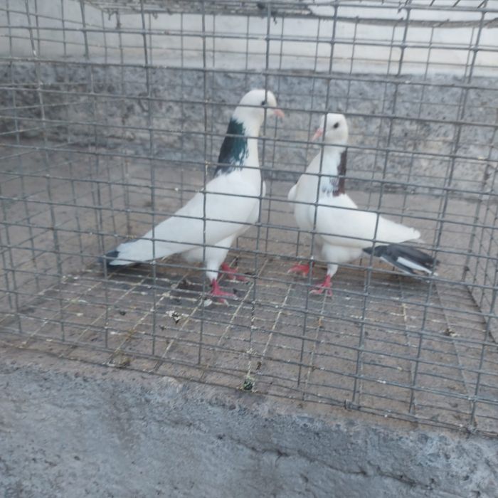 Сиза шейки готовый лет боям