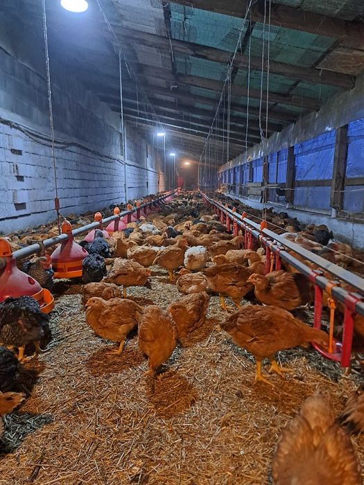 Vand pui rasa mixta 6 saptamani, vaccinuri la zi . 22 lei.