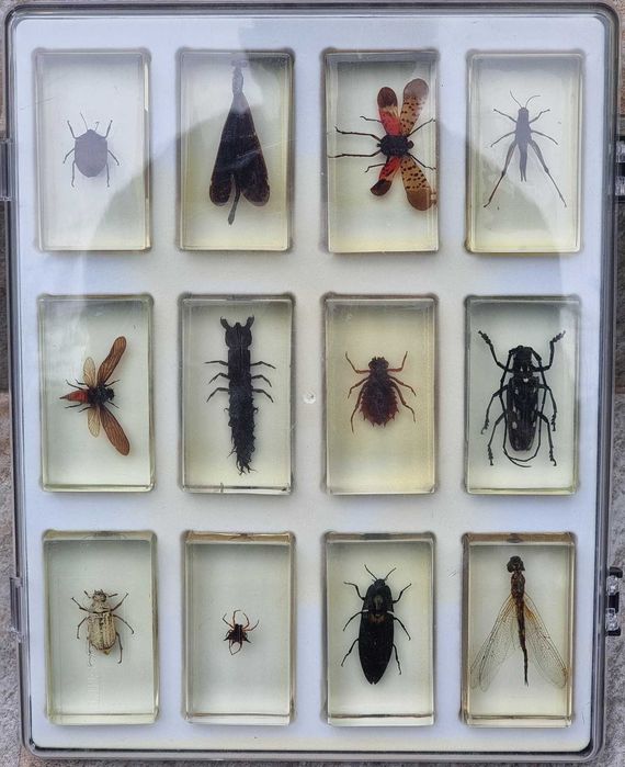 INSECTE REALE - Intreaga colectie de la Deagostini, 56 piese + albume!