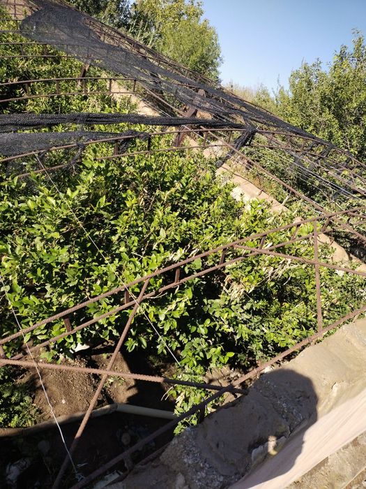 Srochno Yer sotiladi, Yangi Uzbekistan