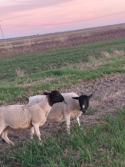 Vând oii dorper și texel.