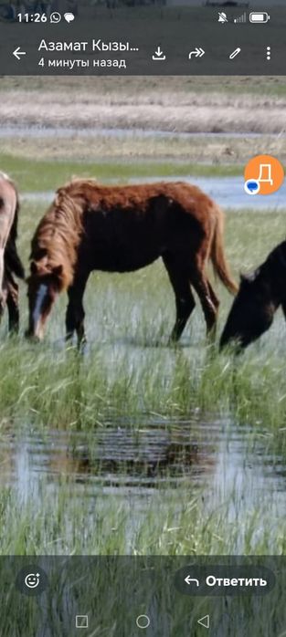Продам лошадей молодняк