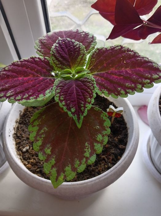 Продаётся домашние цветы