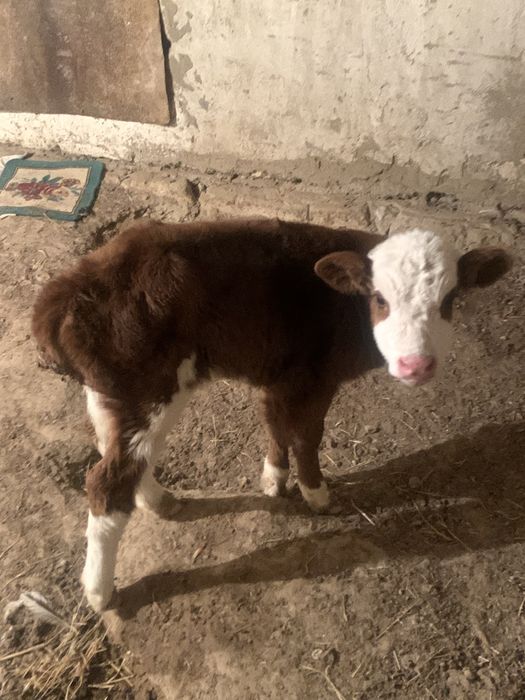 Еркек бұзау 1-апталық