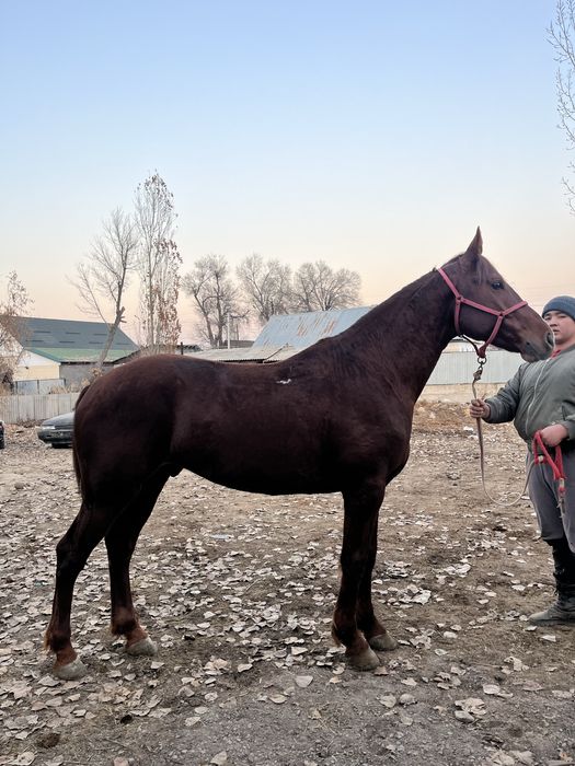 Продается лошадь