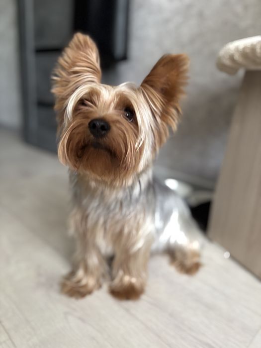 Йорк ищет невесту