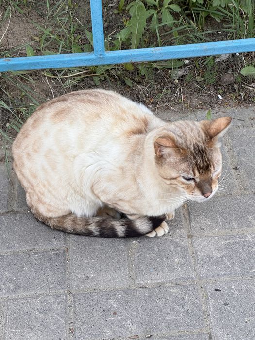 Кошка бенгальская