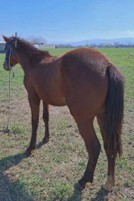 Продавам женско спортно конче