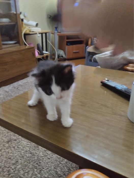 Котята ищут хозяев