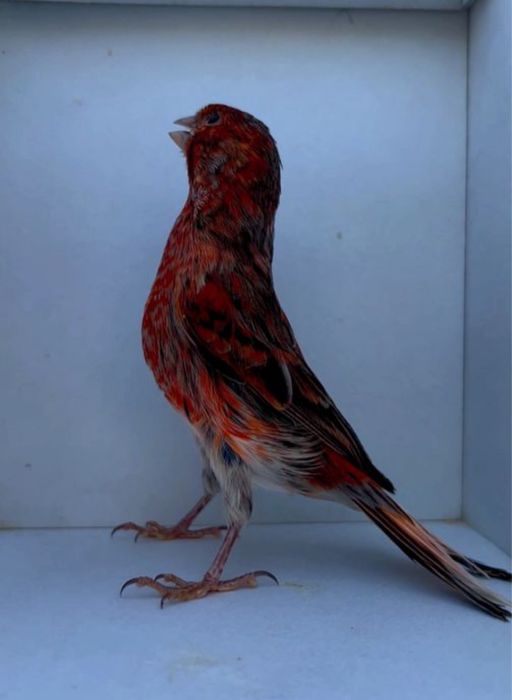 Gibrid qush  sotiladi sayroda yillik qush kokildan chiqan