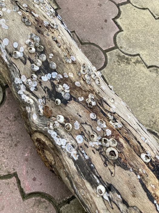 Driftwood - lemn adus la mal de valuri