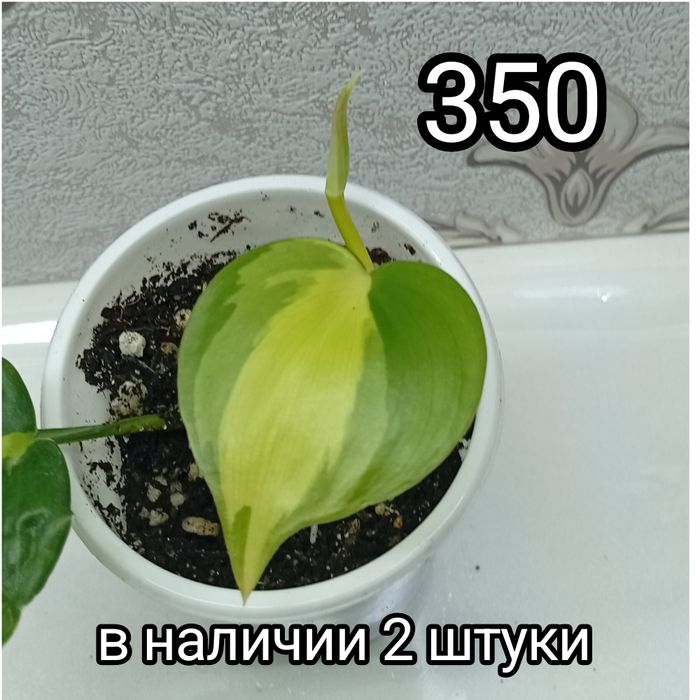 Растения четыре вида