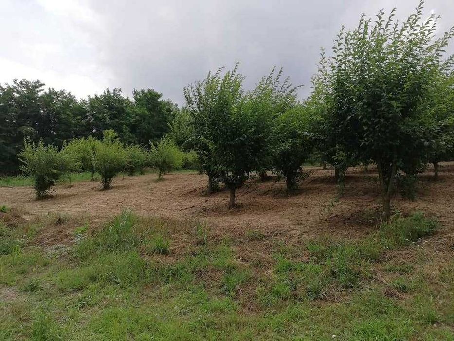 Продава се Земеделски имот в с. Главан, Област Силистра -  кв.м за 1275 €/дка - Снимка #1