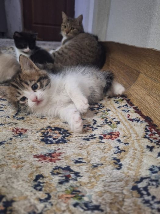 Отдам котят в хорошие руки