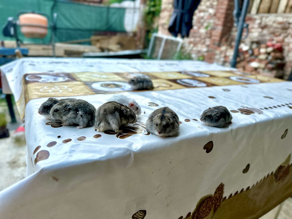 Hamster sau hamsteri