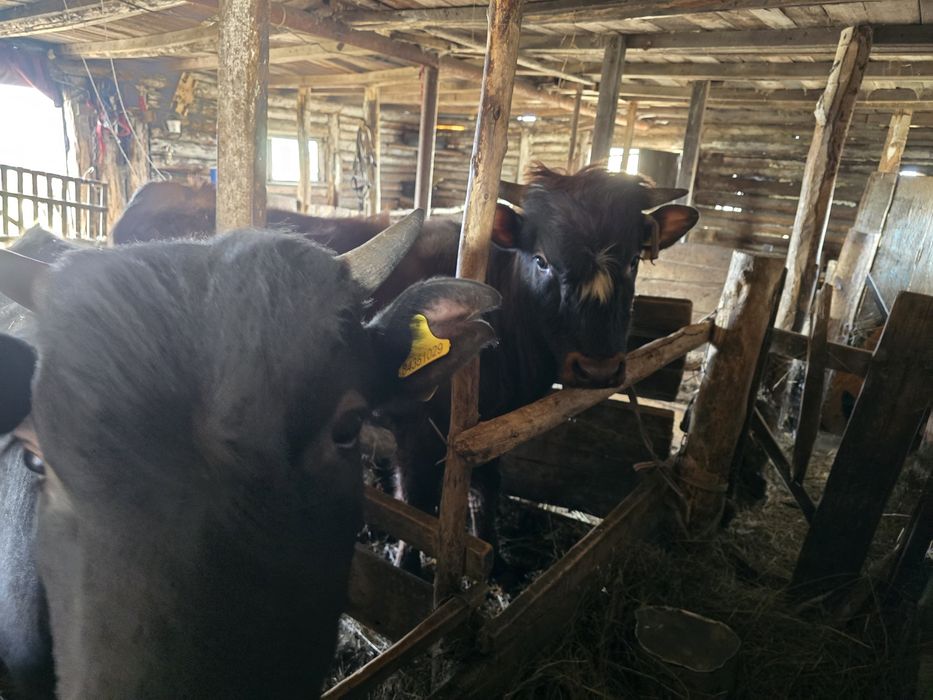 Продам бычков. Годовалые