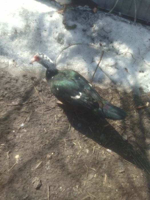 Продам молодого селезня.