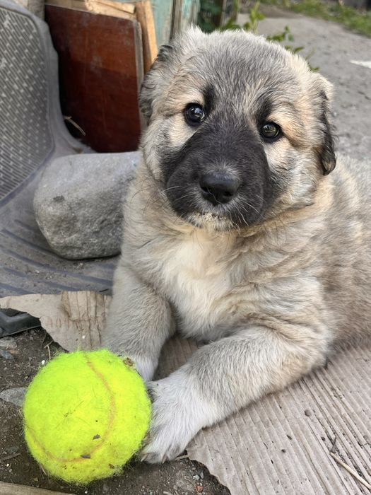 Щенки дворняжки!