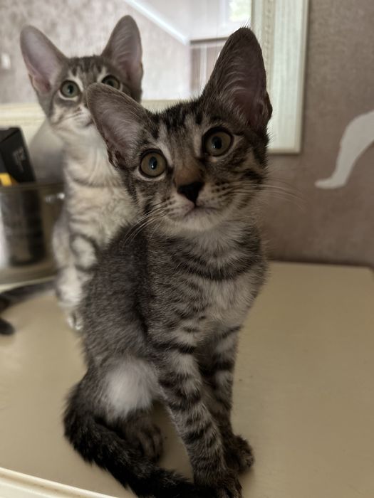 Отдам в добрые руки  котят