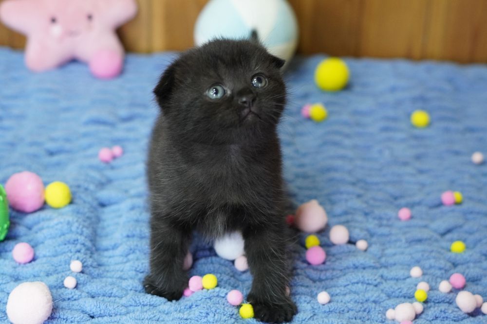 Шотландские  Котята