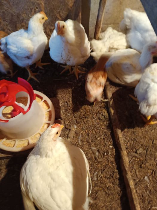 Pui albi și cocoși din primăvară