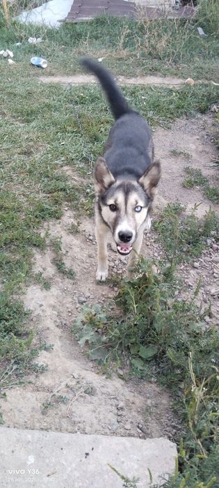 Лайка күшік сатылады