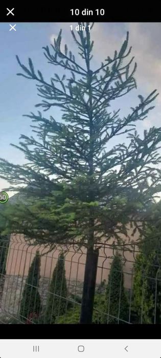Brazi de evenimente Tuia Magnolia