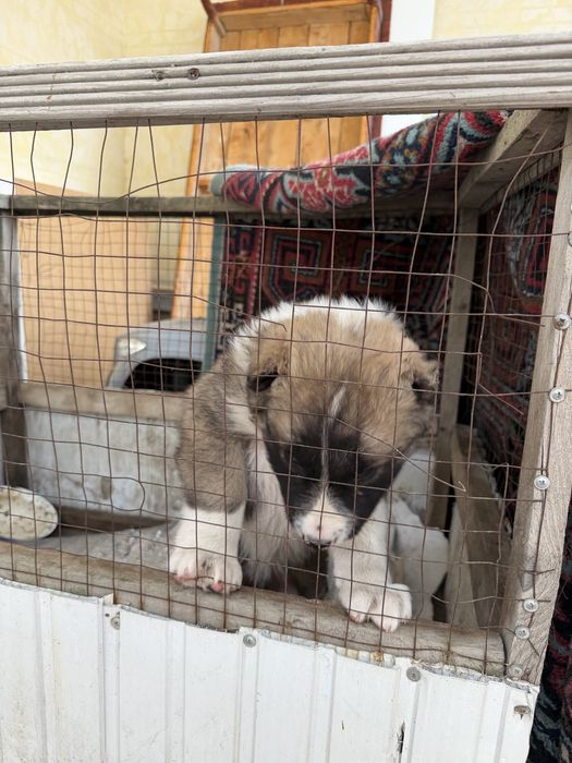 Алабай казакы тобет 1,5 айлык