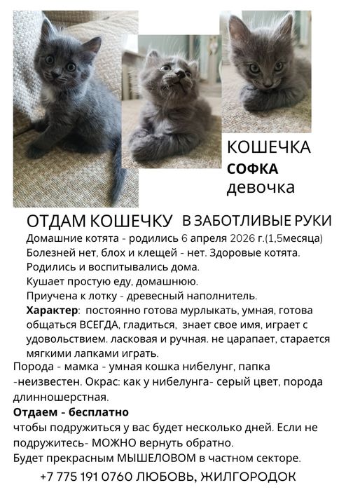 Отдаю умных котят