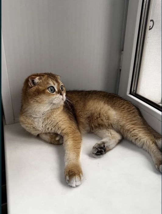 Кот шотландский вислоухий