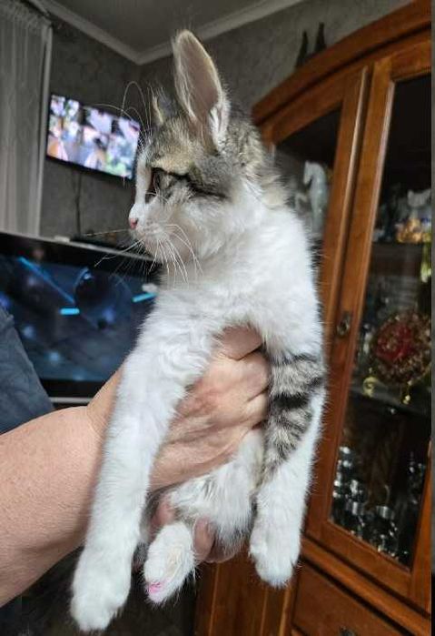 Ласковый котик ищет добрых хозяев