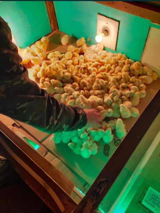 Продам инкубатор