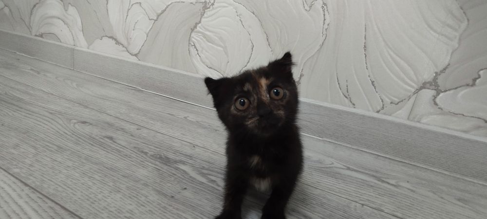 Отдам котенка девочку в добрые руки!