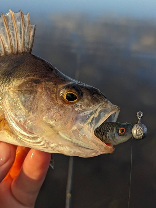 Резиновая приманка На Судака