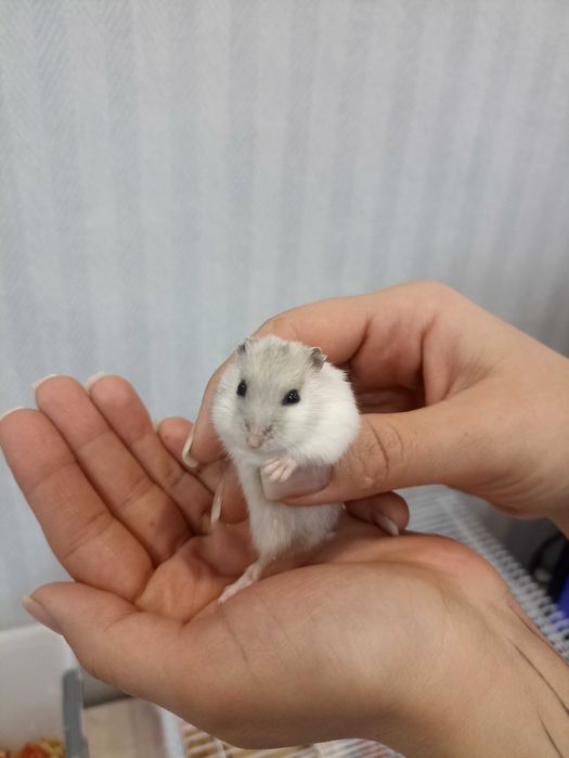 Хомячки джунгарские