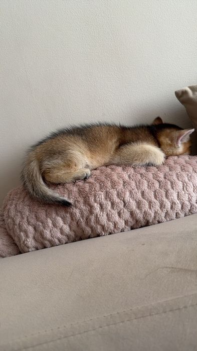 БриТансКие  КотЯтА