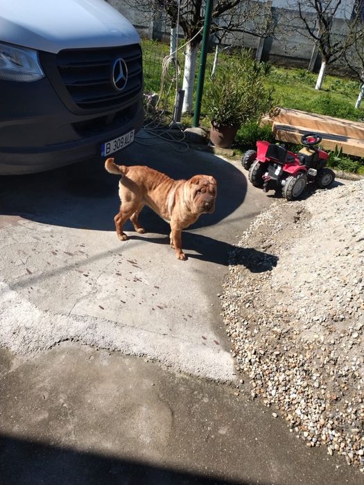 Femela Shar Pei 2 ani