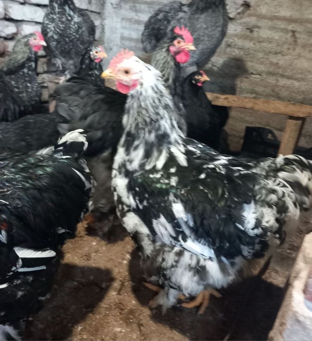 Продавам Млади Петли