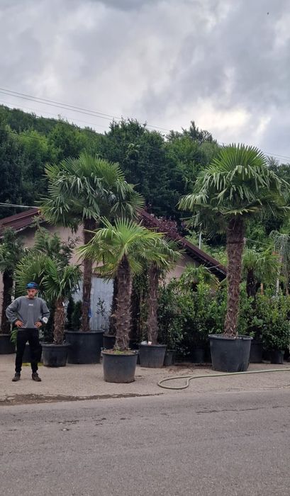 Palmieri de la 1.5m la 5m , rezistenti la -20, cycas, Washingtonia etc