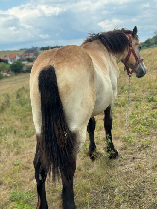 Vand manza de 1 an si 2 luni