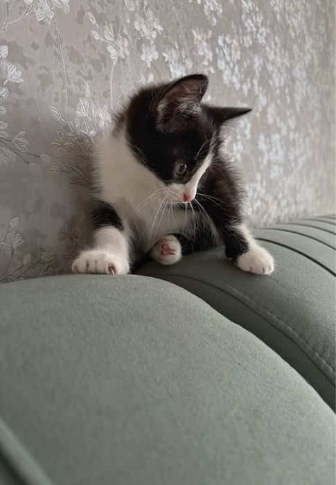 Котёнок в добрые руки