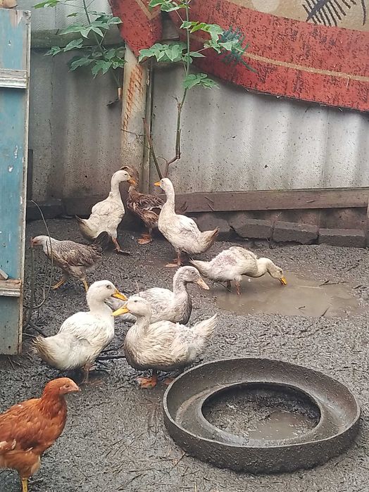 Продам гусей, курочек молодку