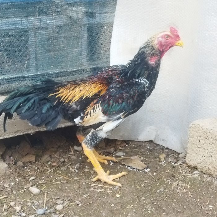 Xotin soradi katta xoroz