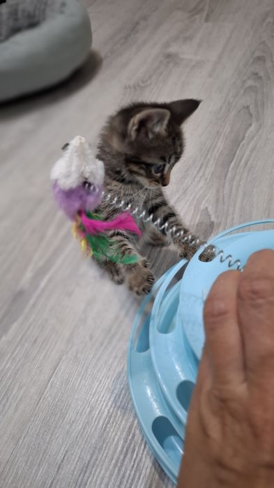 Отдам в Добрые руки  котят