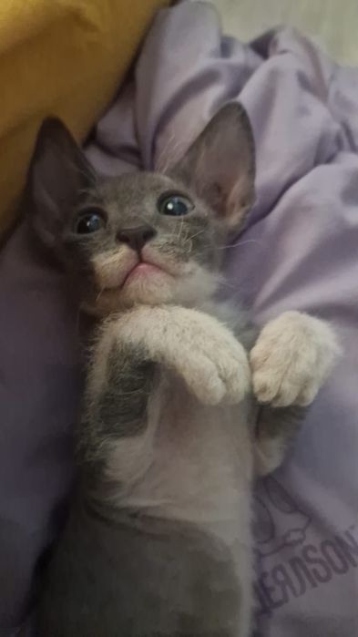 Продам котёнка донского сфинкса